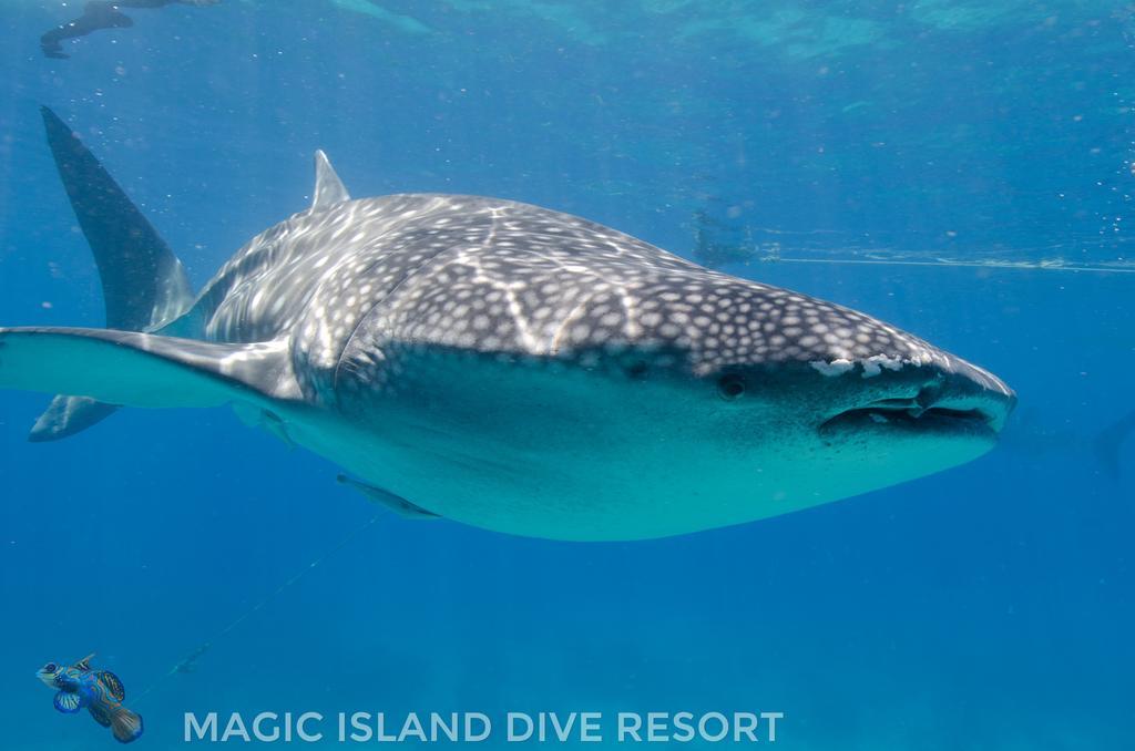 Magic Island Dive Resort Moalboal Exteriér fotografie
